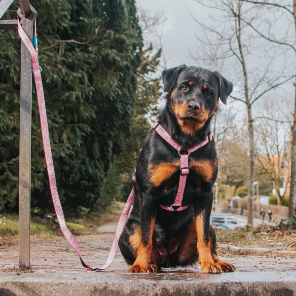 Multi Function Leash - Retro Pink Jetzt online – Bild 4