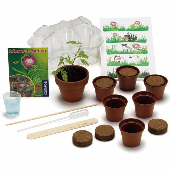Mimosen-Garten Angebot – Bild 3