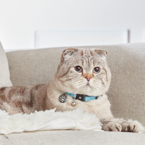 Smart ID Cat Collar - Retro Blue Schn?ppchen – Bild 4