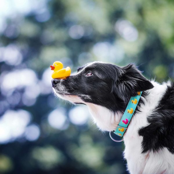 GOTCHA! Smart ID Collar - Ducklings Rabatt – Bild 5
