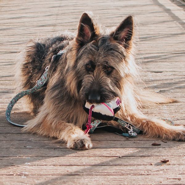 Multi Function Leash - Unicorn Online – Bild 4