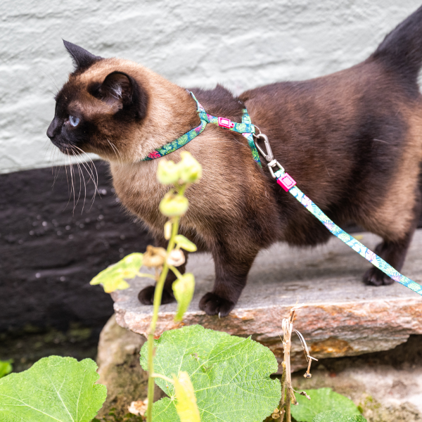 Cat Harness Leash Set - Tropical Verkauf – Bild 3