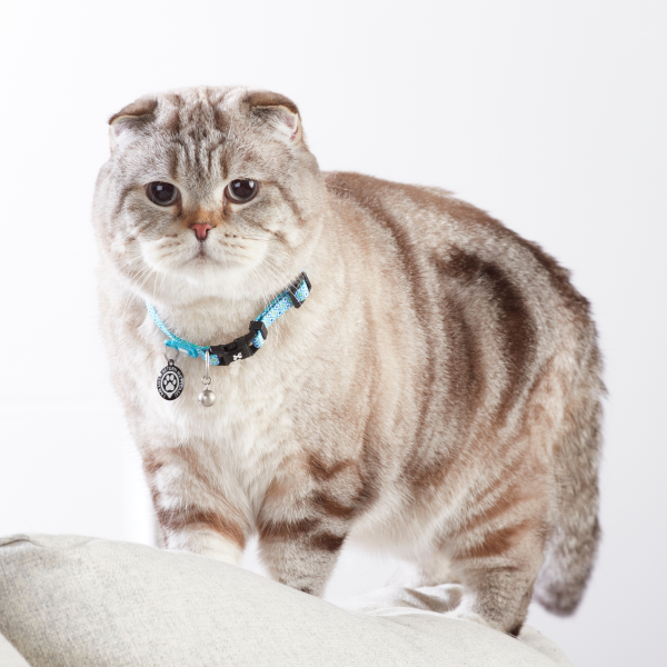 Smart ID Cat Collar - Retro Blue Schn?ppchen – Bild 5