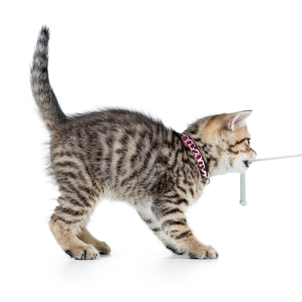 Smart ID Cat Collar - Leopard Pink Rabatt – Bild 2
