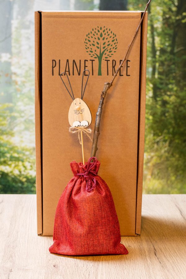 Apfelbaum - Baum zum Pflanzen im Garten Zu verkaufen