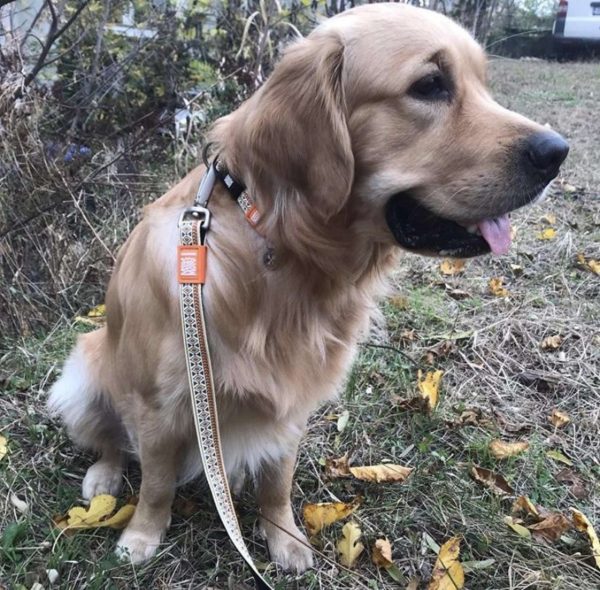 GOTCHA! Smart ID Collar - Ethnic Online-Verkauf – Bild 4