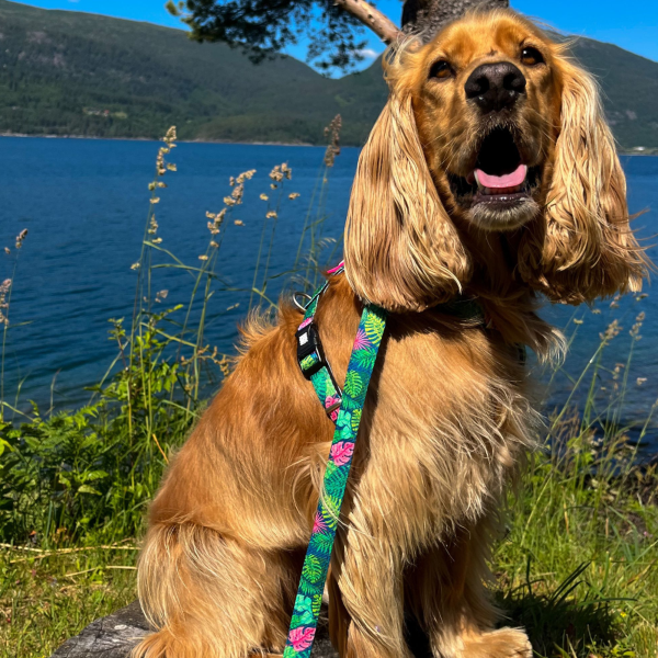 Multi Function Leash - Tropical Jetzt online – Bild 5
