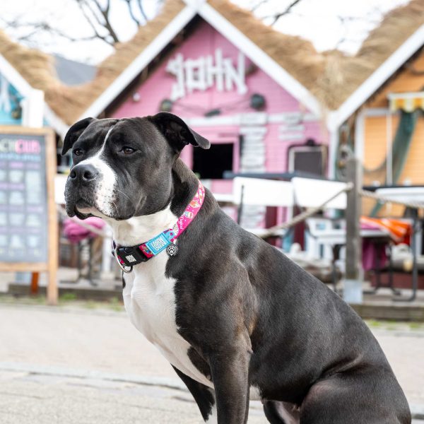 GOTCHA! Smart ID Collar - Magical Im Angebot – Bild 5