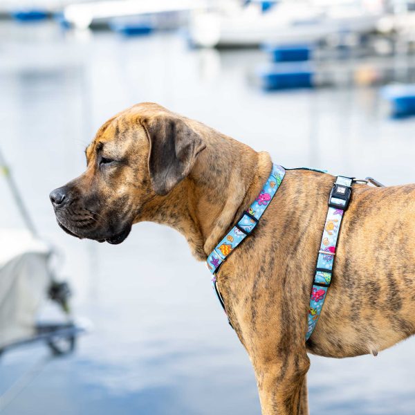 H-Harness - Blue Ocean Zu verkaufen – Bild 5