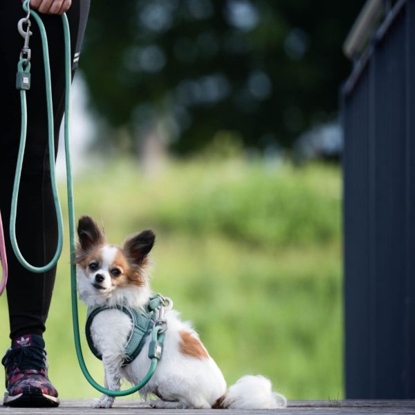 Rope Leash - MATRIX 2.0 Turquoise Mode – Bild 3