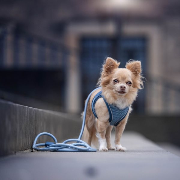 Rope Leash - MATRIX 2.0 Ocean Online-Verkauf – Bild 3