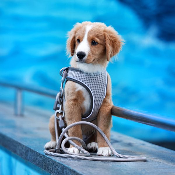 Air Vest Dog Harness - Matrix 2.0 OCEAN Rabatt – Bild 4