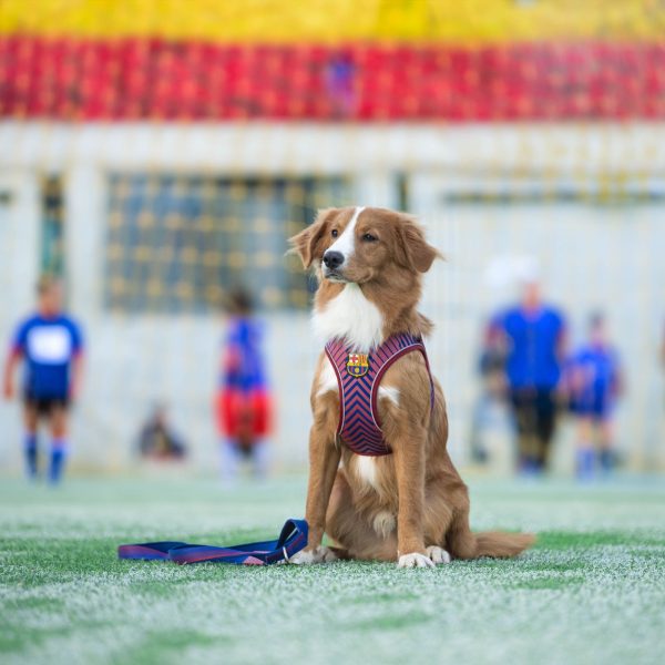 FC Barcelona Air Vest Harness Im Angebot – Bild 2