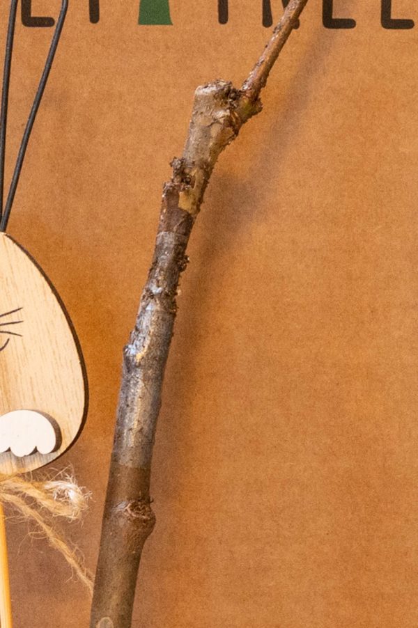 Apfelbaum - Baum zum Pflanzen im Garten Zu verkaufen – Bild 4