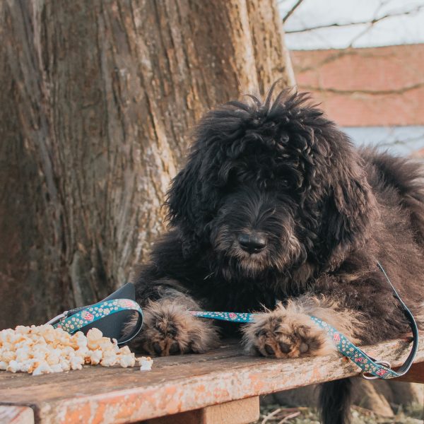 Multi Function Leash - Popcorn Online-Schn?ppchen – Bild 4