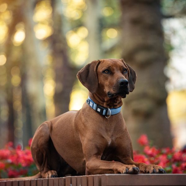 GOTCHA! Smart ID Collar - Matrix 2.0 Lavender Schn?ppchen – Bild 5
