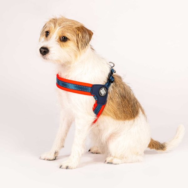 Q-Fit Harness Red Online-Verkauf – Bild 4