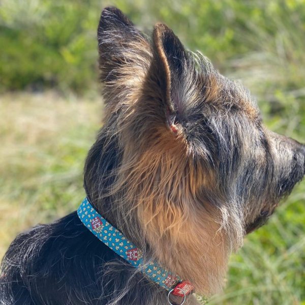 GOTCHA! Smart ID Collar - Popcorn Angebot – Bild 5