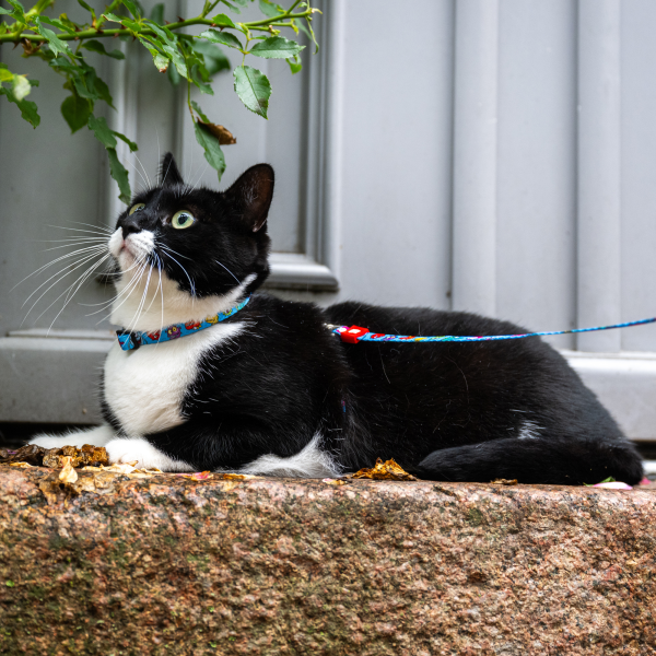 Cat Harness Leash Set - Little Monsters Rabatt – Bild 3