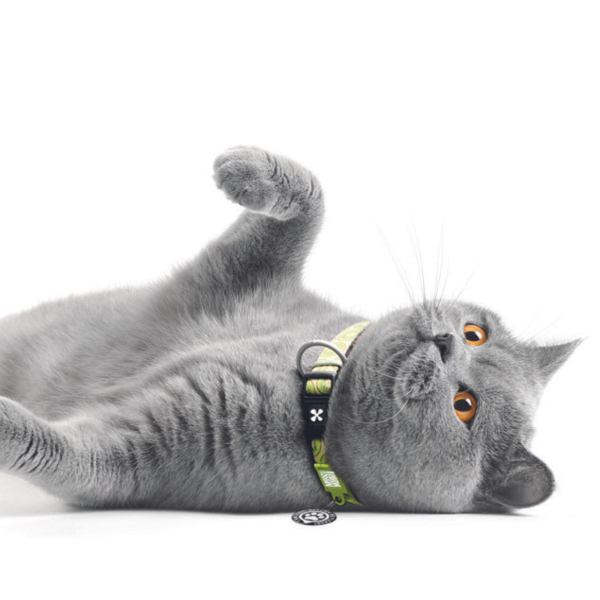 Smart ID Cat Collar - Kiwi Schn?ppchen – Bild 2
