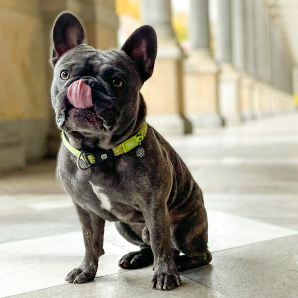 GOTCHA! Smart ID Collar - Kiwi Rabatt – Bild 5
