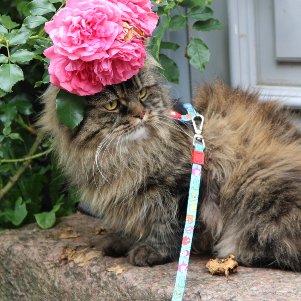 Cat Harness Leash Set - Little Monsters Rabatt – Bild 5