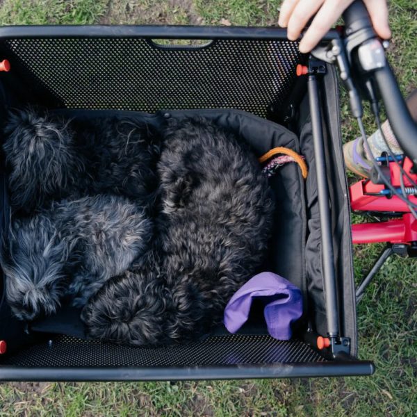 Muli Hundekissen Online – Bild 2