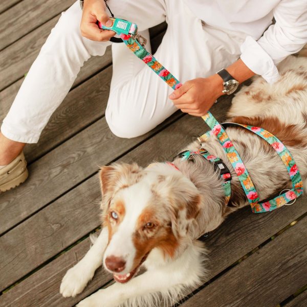 Short Leash - Exotique Zu verkaufen – Bild 4