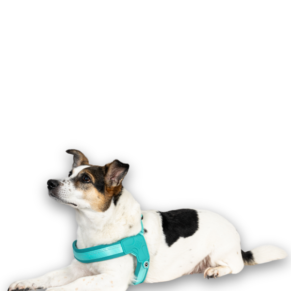 GOTCHA! Smart ID Q-Fit Harness - Matrix 2.0 Turquoise Verkauf – Bild 5