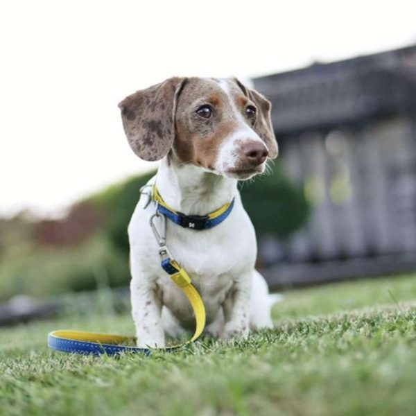 Short Leash - Matrix Yellow Verkauf – Bild 4