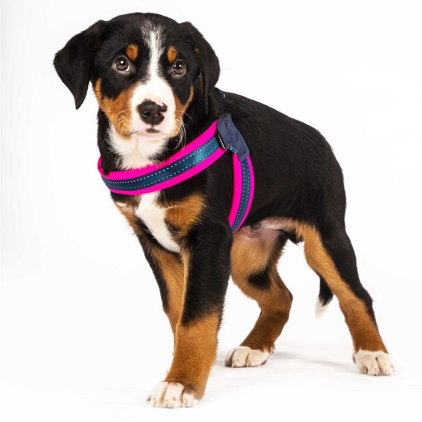 Q-Fit Harness Pink Im Angebot – Bild 3