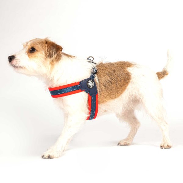 Q-Fit Harness Red Online-Verkauf – Bild 5