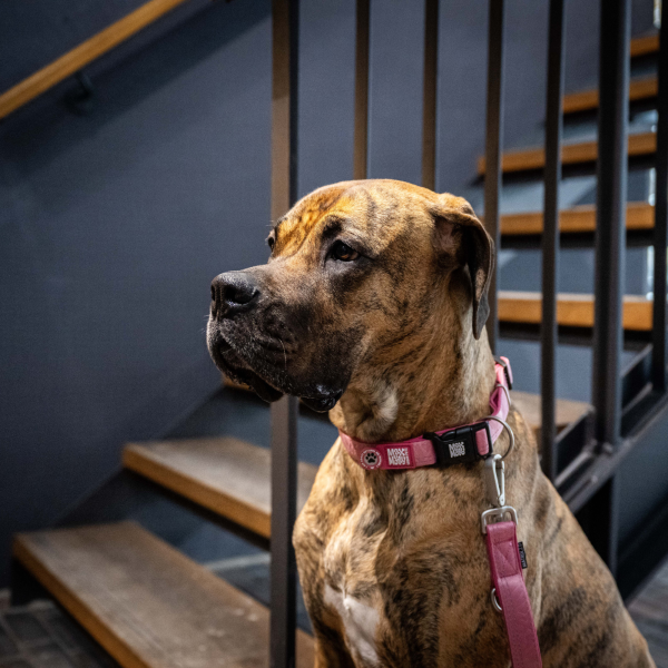 GOTCHA! Smart ID Collar - Matrix 2.0 Rose Jetzt online – Bild 5