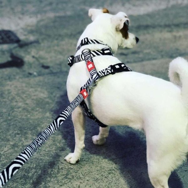 H-Harness - Zebra Mode – Bild 5